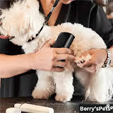 Stop Pet Hair From Taking Over Your Home